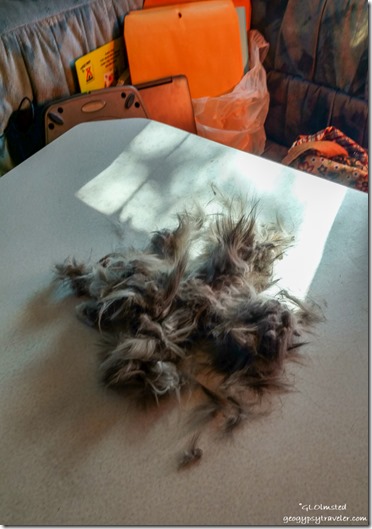 Sierra cat fur on table Cedar City Utah