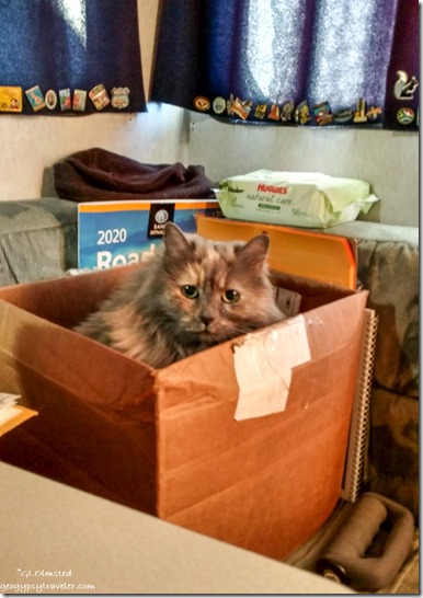 Sierra cat in box Cedar City Utah
