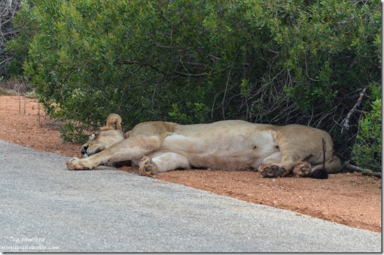 Collared lioness by road Addo Elephant National Park South Africa