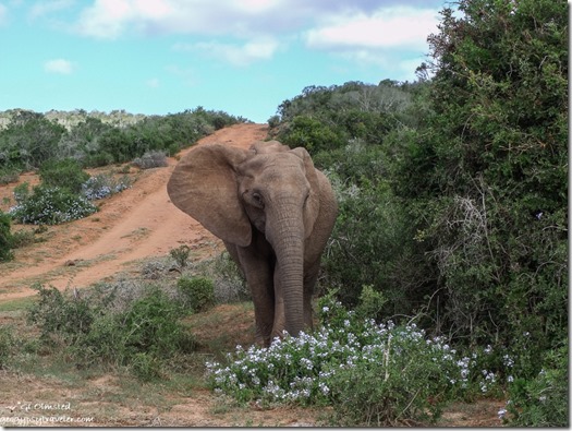 Elephant Addo Elephant National Park Eastern Cape South Africa