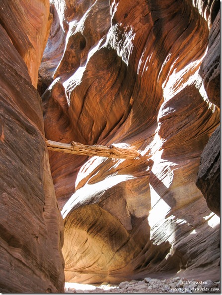 Tree wedged Buckskin Gulch slot canyon trail Utah