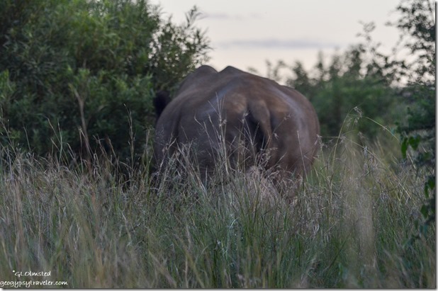 Rhino butt Pilanesberg Game Reserve South Africa