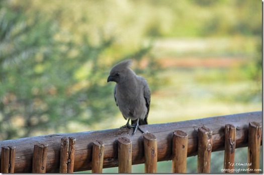 Grey Go-away-bird Pilanesberg Game Reserve South Africa