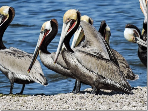 Brown pelicans Corvina Beach Salton Sea State Recreation Area California