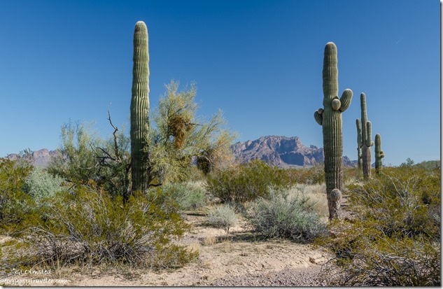 Saguaro cactus desert Kofa Mountains BLM Kofa National Wildlife Refuge Arizona