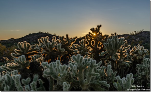 Cholla cactus desert sunset Vulture Mine Road BLM Arizona