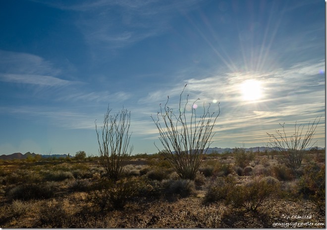 Ocotillo trees desert sunburst clouds Palm Canyon Road BLM Kofa National Wildlife Refuge Arizona