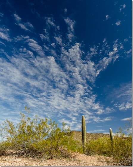 cactus desert clouds Darby Well Road BLM Ajo Arizona