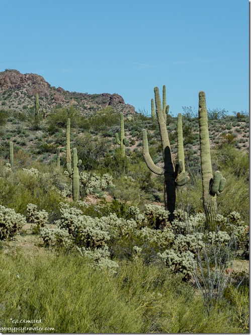 Cholla Saguaro cactus desert mountain Vulture Mine Road BLM Arizona