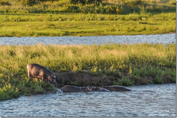 Hippos Sunset Dam Kruger National Park South Africa