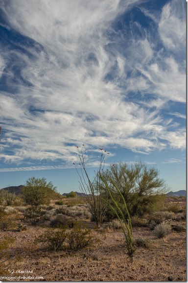 Ocotillo Palo Verde clouds Palm Canyon Road BLM Kofa National Wildlife Refuge Arizona