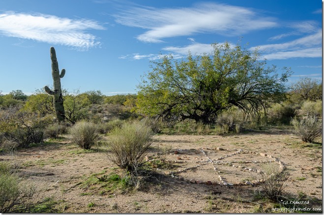 Lonesome Saguaro mandela desert Congress Arizona