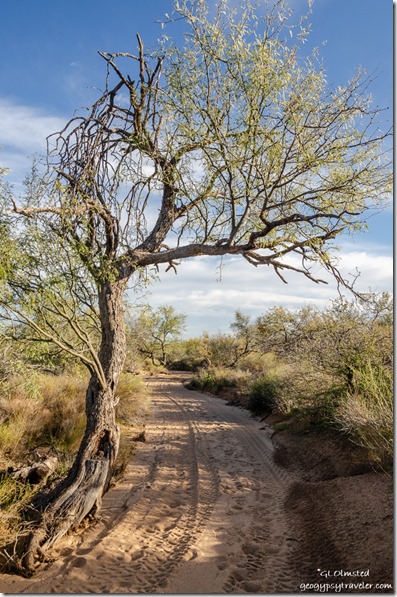 trees dry wash OHV trail Congress Arizona
