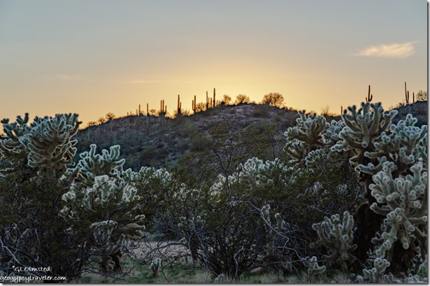 Cholla Saguaro cactus sunset Vulture Mine Road BLM Arizona