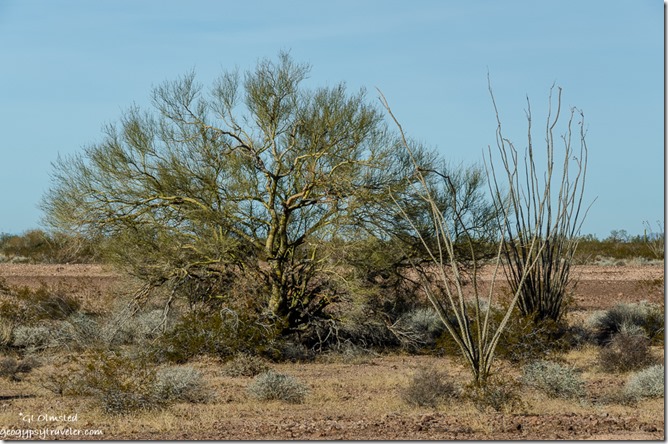 Palo Verde & Ocotillo trees desert Palm Canyon Road BLM Kofa National Wildlife Refuge Arizona