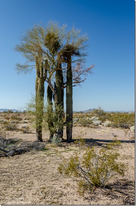 Saguaro cactus Palo Verde desert Palm Canyon Road BLM Kofa National Wildlife Refuge Arizona