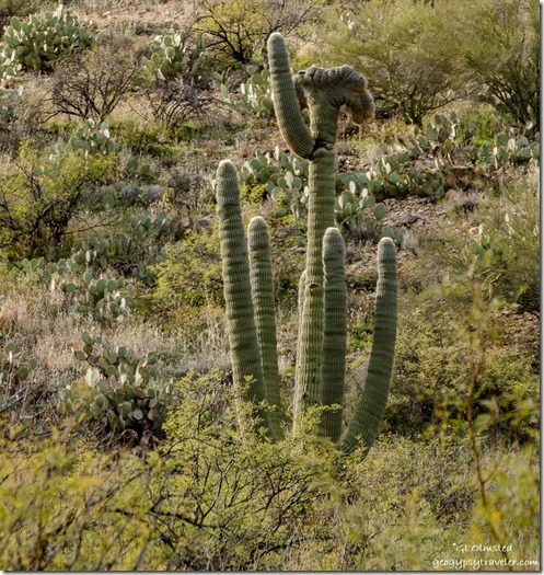 crested saguaro cactus SR97 AZ