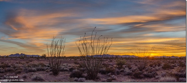 ocotillo desert sunset Kofa National Wildlife Refuge Arizona
