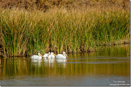 Gila River White Pelican birds grasses Gillespie Dam Old Hwy 80 Arizona