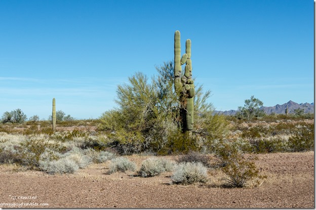 Saguaro cactus desert Palm Canyon Road Kofa National Wildlife Refuge Arizona