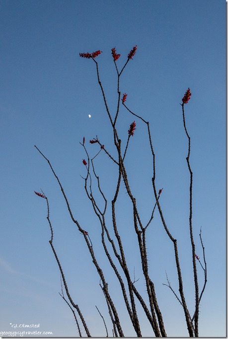 Ocotillo tree red flowers moon Palm Canyon Road BLM Kofa National Wildlife Refuge Arizona