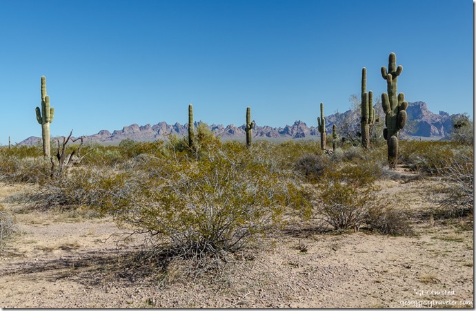 Creosote bush Saguaro cactus desert Kofa Mountains BLM Kofa National Wildlife Refuge Arizona