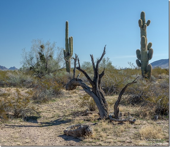 dead tree Saguaro cactus desert Kofa Mountains BLM Kofa National Wildlife Refuge Arizona