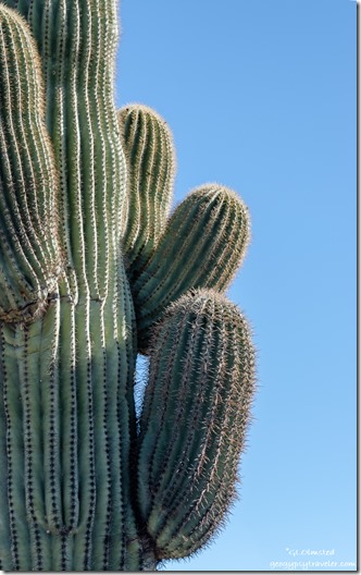 Saguaro cactus arms BLM Kofa National Wildlife Refuge Arizona