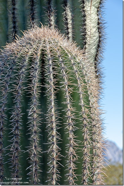 Saguaro cactus Kofa Mountains BLM Kofa National Wildlife Refuge Arizona