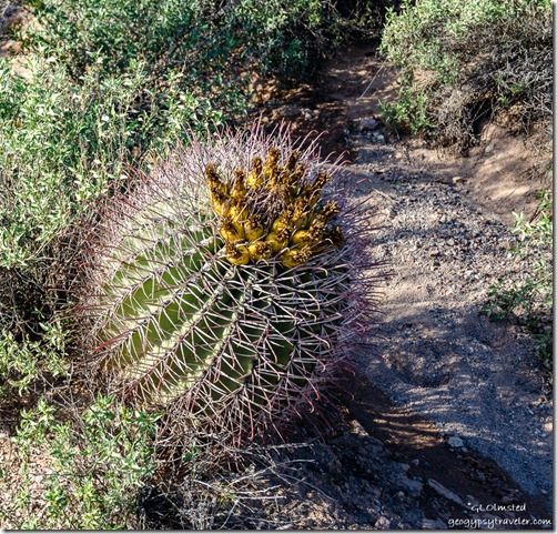 Barrel cactus fruit Darby Well Road BLM Ajo Arizona
