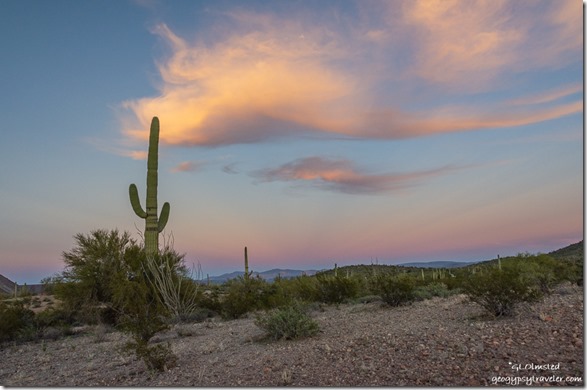 Saguaro cactus desert reverse sunset clouds Darby Well Road BLM Ajo Arizona