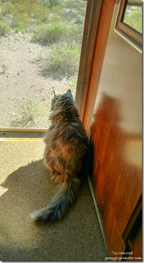 Sierra cat by screen door Darby Well Road BLM camp Ajo Arizona