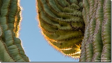 light glow Saguaro cactus arms Dome Rock BLM Quartzsite Arizona
