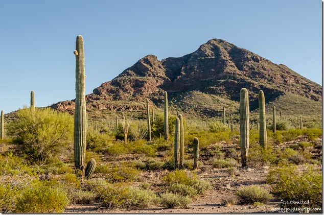 Saguaro cactus desert Black Mountain Darby Well Road BLM Ajo Arizona