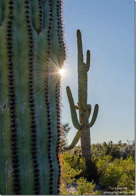 Saguaro cactus sunburst Darby Well Road BLM Ajo Arizona