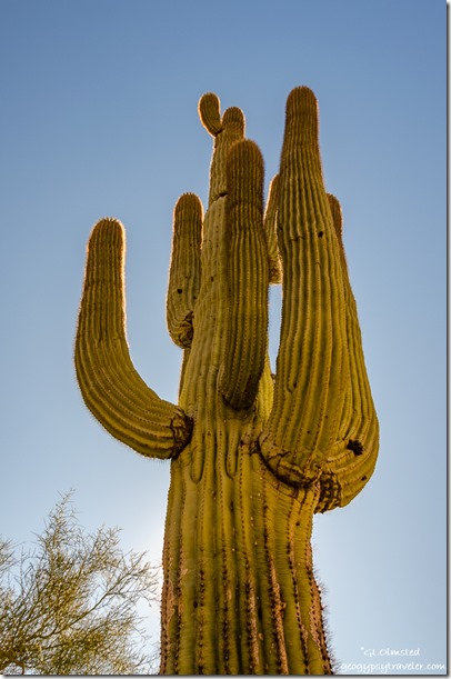 Saguaro cactus Finius' mine claim Quartzsite Arizona