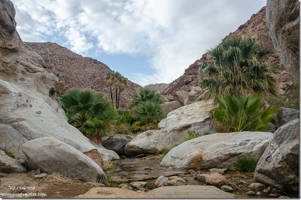 Palms & running water in wash Borrego Palm Canyon trail Anza-Borrego Desert State Park California
