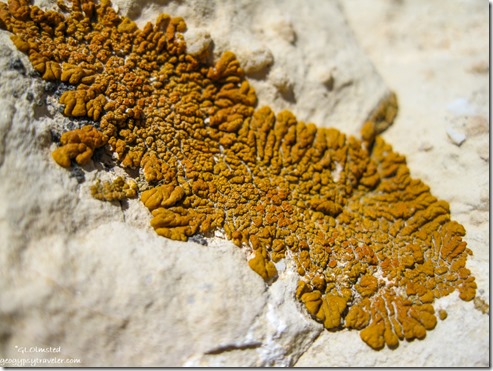 Lichen on Kaibab limestone North Rim Grand Canyon National Park Arizona