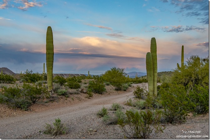 desert Saguaro cactus mountains sunset clouds Darby Well Road BLM Ajo Arizona