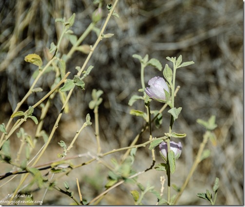 Mallow flower Finius' mine claim Quartzsite Arizona