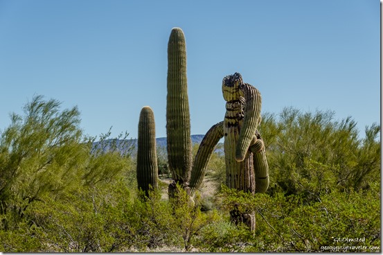broken Saguaro cactus Darby Well Road BLM Ajo Arizona