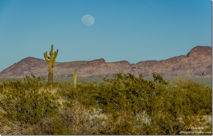 Saguaro cactus desert Kofa Mountains moon Palm Canyon Road Kofa National Wildlife Refuge Arizona