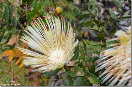 Forest White Sugarbush (Protea mundii) N12 North of George South Africa