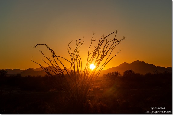 Ocotillo sunset Trigo Mountains Palm Canyon Road Kofa National Wildlife Refuge Arizona