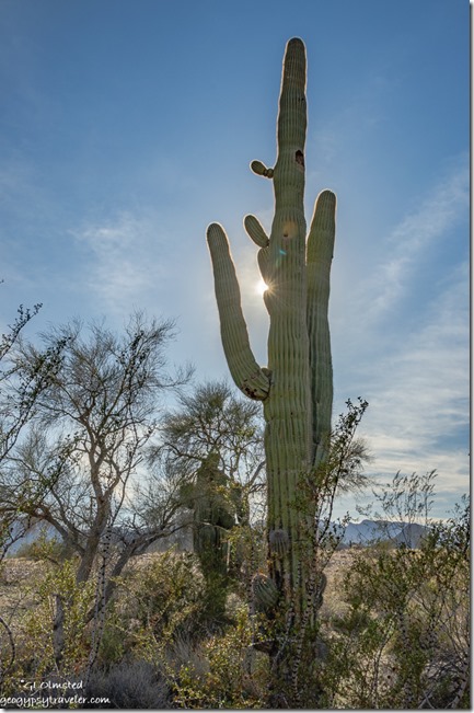 Saguaro cactus sunburst Dome Rock BLM Quartzsite Arizona