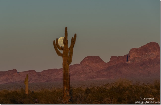 Saguaro cactus desert last light Kofa Mountains full moon rise Palm Canyon Road Kofa National Wildlife Refuge Arizona
