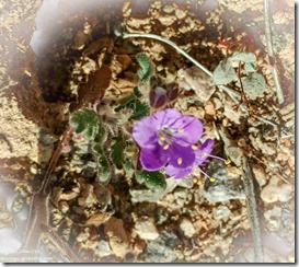 purple Phacelia flowers Dome Rock BLM Quartzsite Arizona