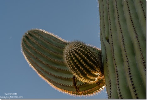 Saguaro cactus spine glow crescent moon Darby Well Road BLM Ajo Arizona