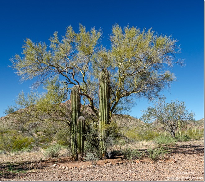 Palo Verde tree Saguaro cactus Darby Well Road BLM camp Ajo Arizona