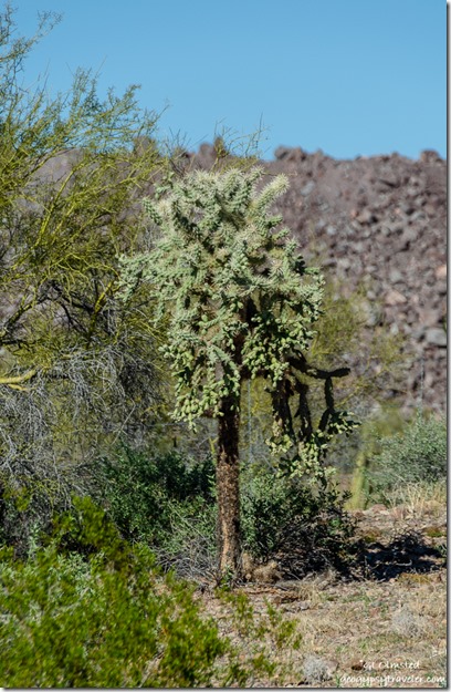 Cholla cactus Darby Well Road BLM camp Ajo Arizona